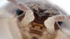 Insekti u kupatilu i načini da ih se riješite
